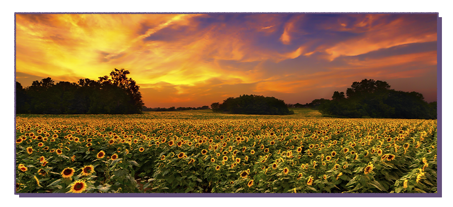 Kansas prairie